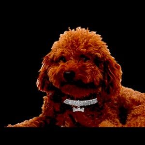 DOG RHINESTONE BONE CHARM NECKLACE ALL SIZES